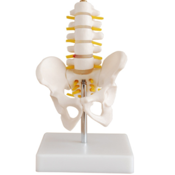 Modelo de columna lumbar de cinco segmentos de faja pélvica pequeña