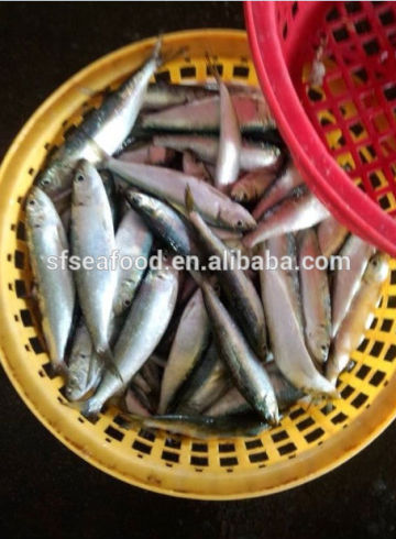 mackerel china origin seafood