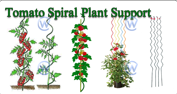 tomato spiral plant support