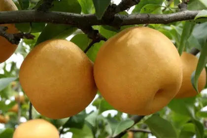new crop fengshui pears