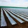 Film mulsa biodegradable untuk mencegah pertumbuhan rumput