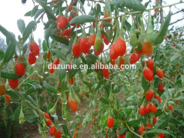 Goji Berry (Lycium Barbarum)