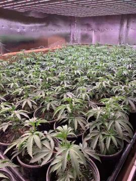 Fold 8 640W LED Grow Light for Indoor