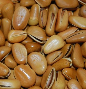 Chinese pine nuts