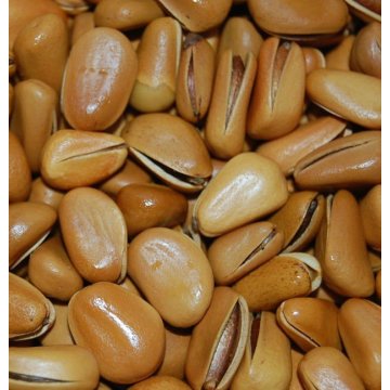 Chinese pine nuts