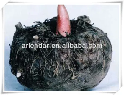 FDA shirataki spaghetti