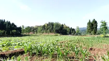 Unbreakable inspection drone pesticide spraying to spray crop duster