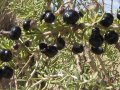 Organisk medlar wolfberry torkad svart goji bär