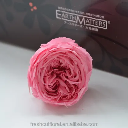 Wholesale European Style Real Flower Preserved David Austin Roses