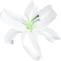 1kg lily essential oil natural