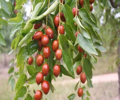 Roasted Dried Chinese Red Dates Snacks