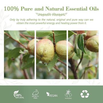 Wholesale Natural pure organic camellia seed oil cold press camellia oil For Skin Care