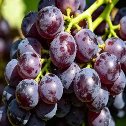 Premium Organic Fresh Grapes