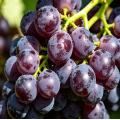 عنب عضوي طازج فاخر