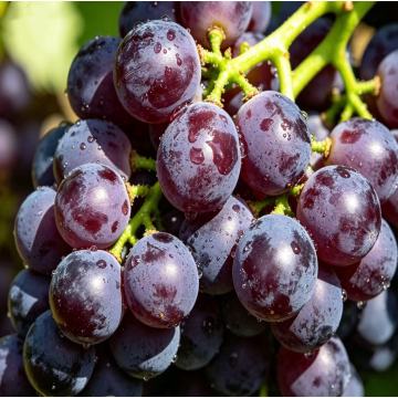عنب عضوي طازج فاخر