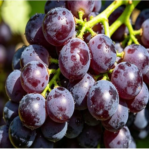 عنب عضوي طازج فاخر
