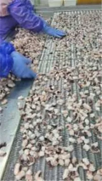 delicious Individual frozen octopus cut