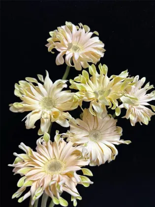 Shangri-La Gerbera roll edge