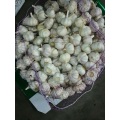 Wholesale 2019 Normal Garlic