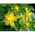 St.John`s Wort Extract Hypericins 0.3%