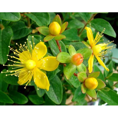 St.John`s Wort Extract Hypericins 0.3%