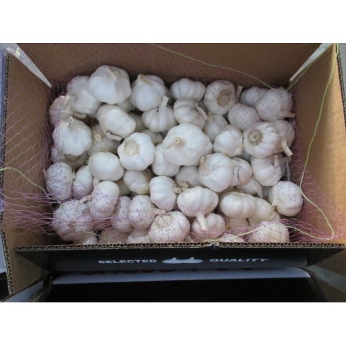 Best Quality Fresh Pure Garlic