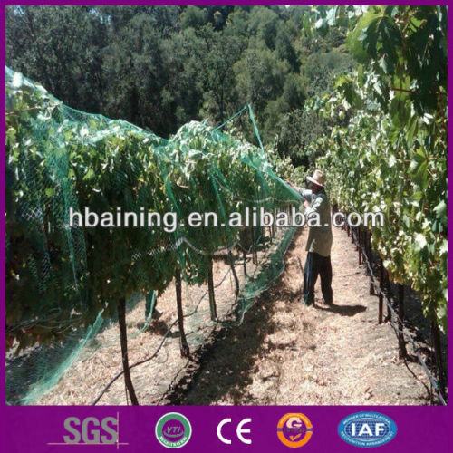 high quality diamond vineyard bird netting for agriculture