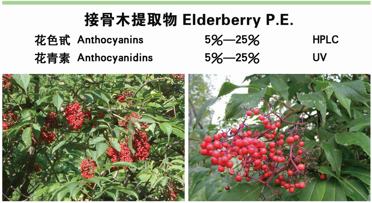 Elderberry 12