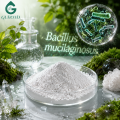البكتيريا المذيبة للبوتاسيوم Bacillus Mucilaginosus