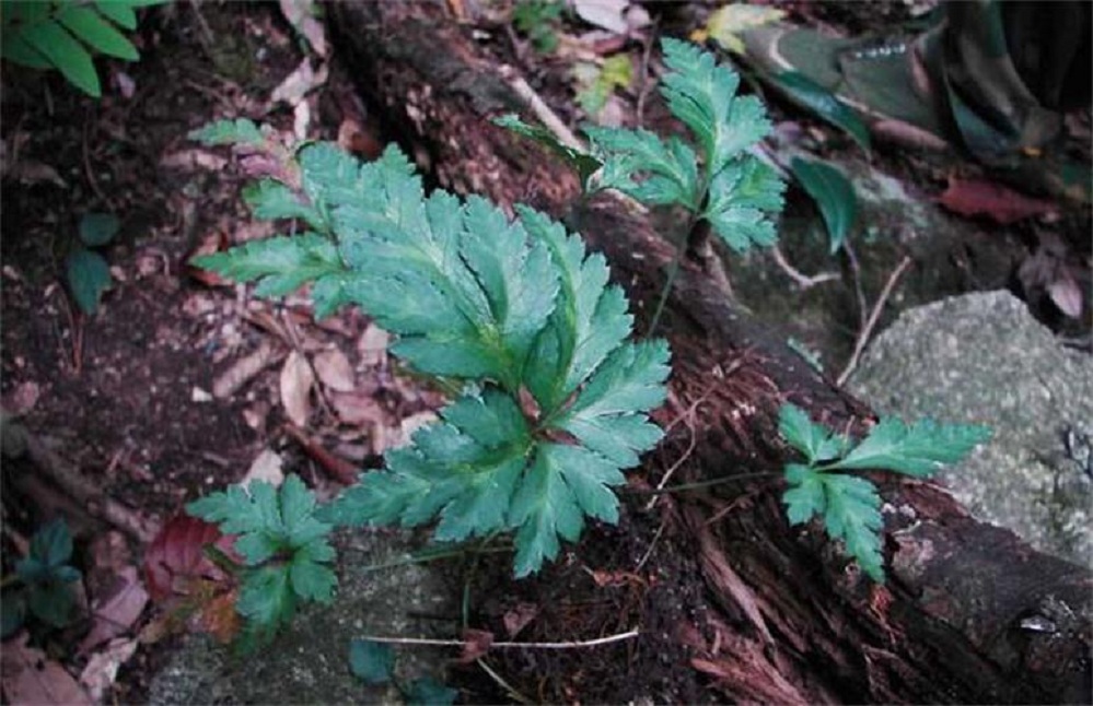 Medicina herbaria china de Huanglian