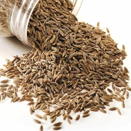 Top Quality 100% Natural Spice Cumin Seeds
