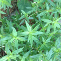 Extrait d'herbes de poudre jaune brun répandant