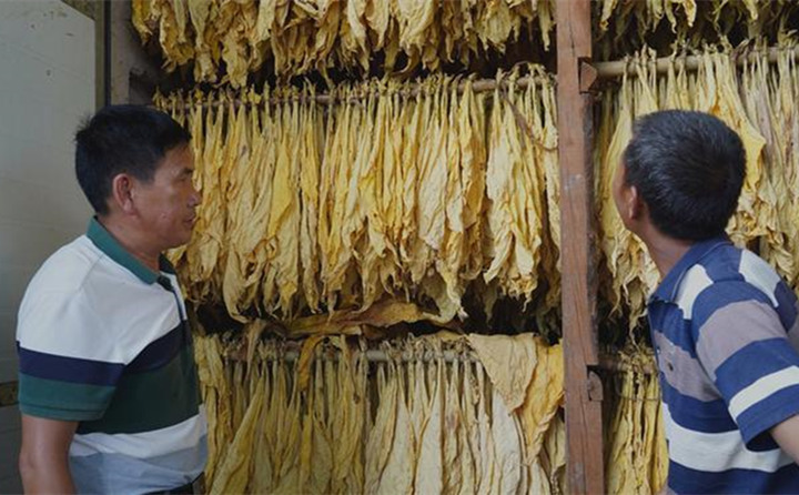 the flue-cured tobacco