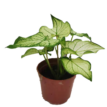 販売のためのCaladium bingbaixue