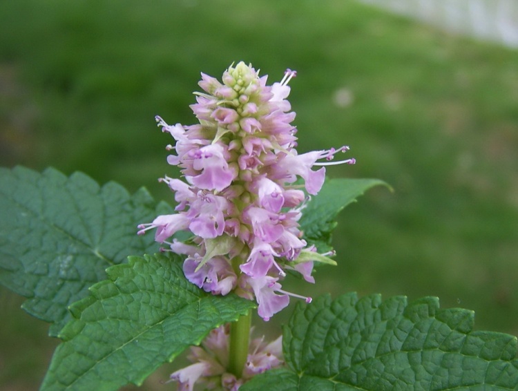 Agastache rugosa extract