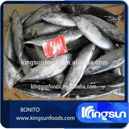 Frozen Bonito Fish