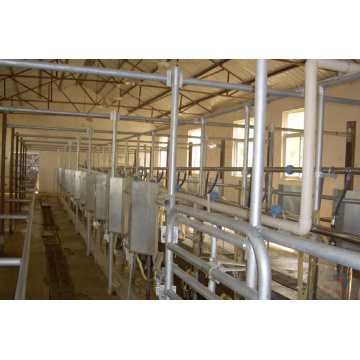 High effiency fish bone milking hall