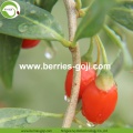 Alimentation d&#39;usine Fruits Nutrition Emballage Goji Berry