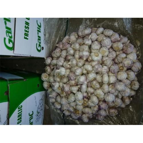 Kaufen Sie Normal White Garlic Crop 2020