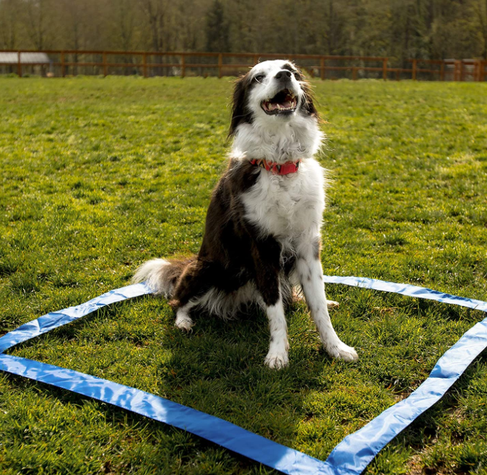 Dog Training Equipment