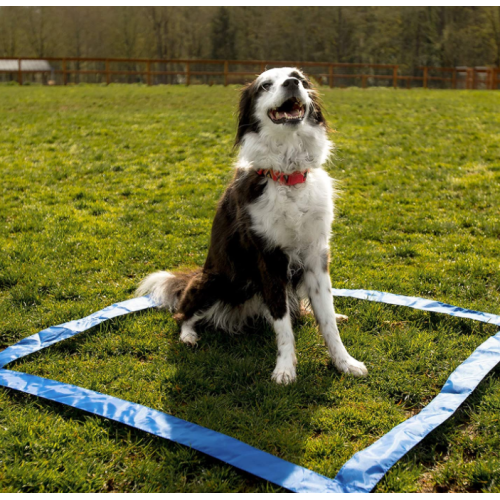 28 keping anjing halangan anjing untuk latihan