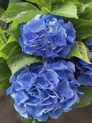 Fresh Cut Dark Blue Hydrangea directly from farm