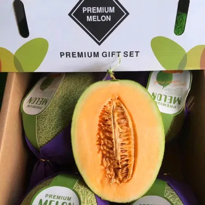 Fresh Premium Melon XinJiang