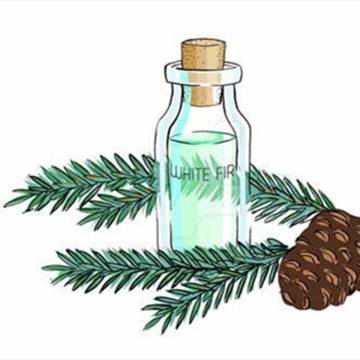 High concentrate white fir essential oil