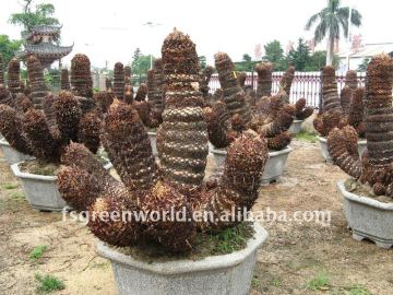 japan cycas group