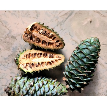 Ωμά νόστιμα κουκουνάρια