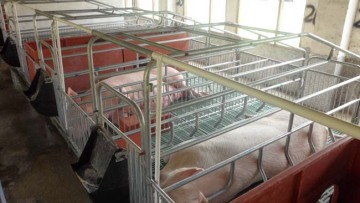 Casse da parto suine con pavimento a doghe di nuovo stile