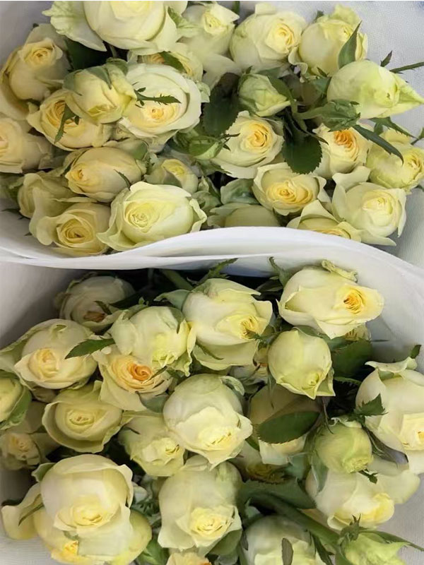 Spray rose Butter Cup4