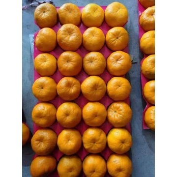 Fresh Mandarin – Millennium International Import & Export