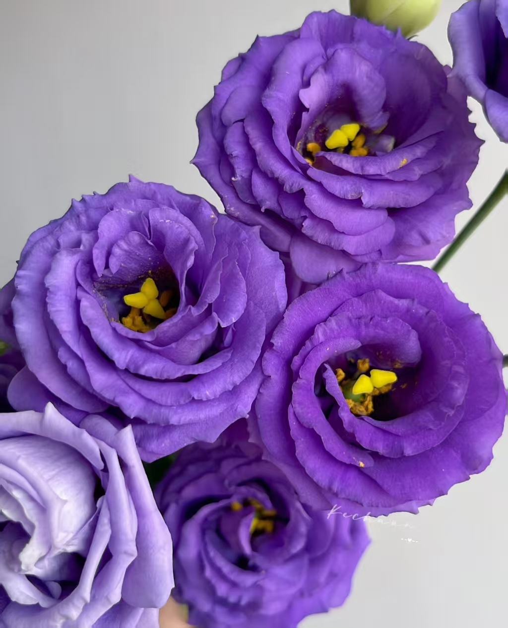 Purple Lisianthus